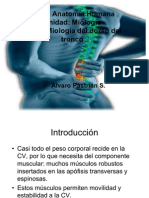 Miologia Dorso Del Tronco