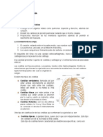 Anatomía del tórax: estructuras óseas y funciones