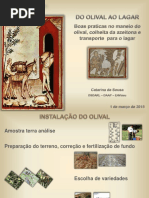 Olivicultura Catarina 2015