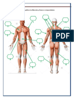 Aparato Locomotor, Trabajo