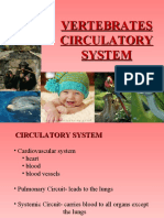 Vertebrate Circulatory System #1
