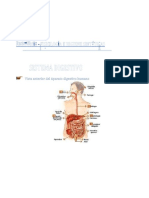 Anatomia 3