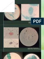 Fitoplancton Lab Parte 2