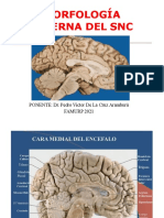 Dr. de La Cruz - Morfología Interna Del SNC