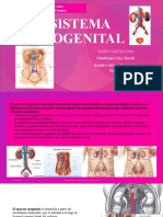 Sistema Urogenital