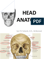 Head Anatomy