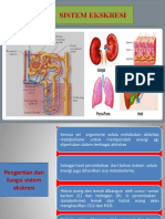 4.a. Sistem Ekskresi