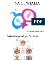 Sistem Genitalia (Anat, Vaskularisasi, Inervasi)(1)