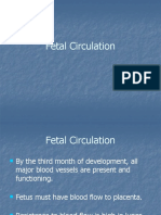 Fetal Circulation