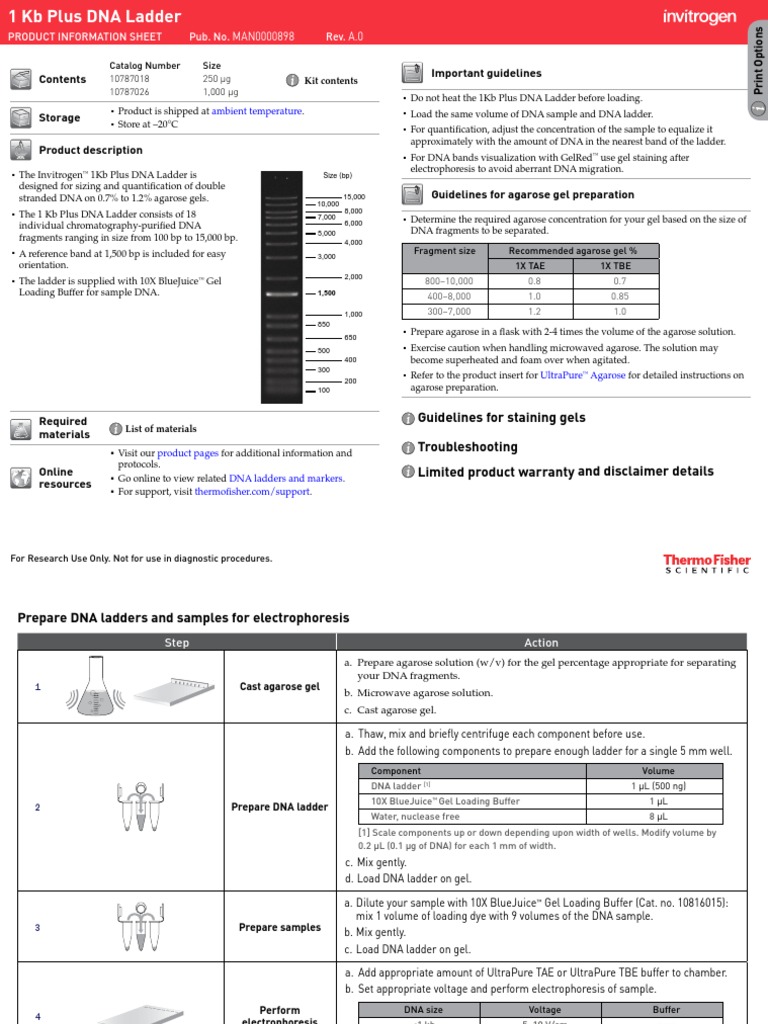 1Kb Plus DNA Ladder Man | PDF | Agarose Gel Electrophoresis | Gel ...