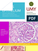 Textus Epithelialis