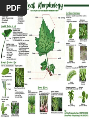 5 Leaf Structure