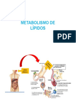 Lipidos Metabolismo