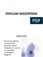 Phylum Rhizopoda