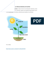 La Circulacion en Las Plantas