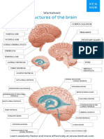 Brain worksheet structures