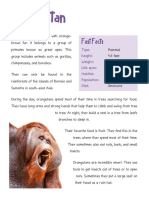 Orangutan: Fast Facts