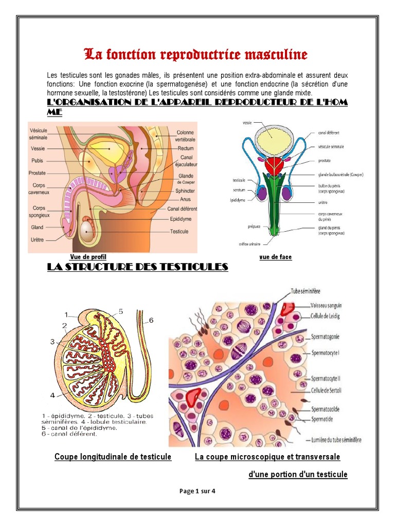 Comment Se Fait La Régulation De L activité Testiculaire Schéma Résumé de La Fonction Reproductrice Masculine Converti | PDF | Testicule |  Hypothalamus