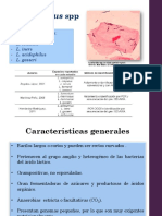 Lactobacillus 2021