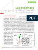 24 Mycorhizes Alimentation Protection Plantes