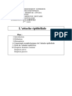 Attache EpithelialetDoc1. Converti