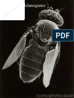 Drosophila Melanogaster