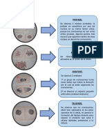 Resultados: Metafase