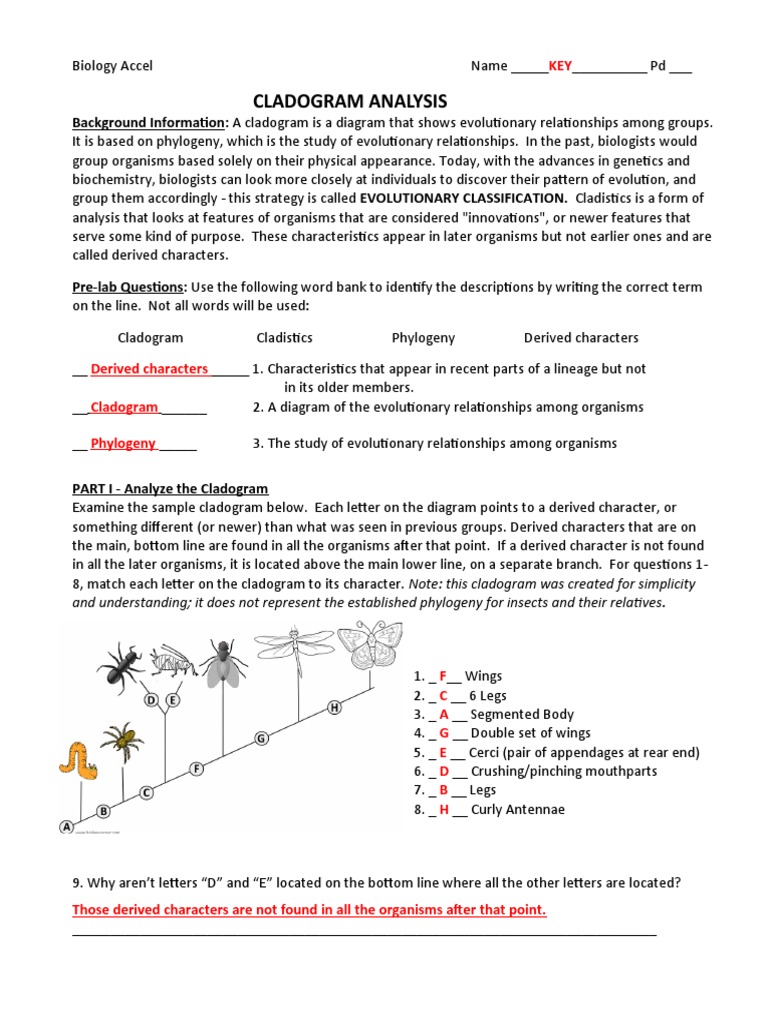 Cladogram Analysis and Creation Guide | PDF | Phylogenetic Tree | Biology