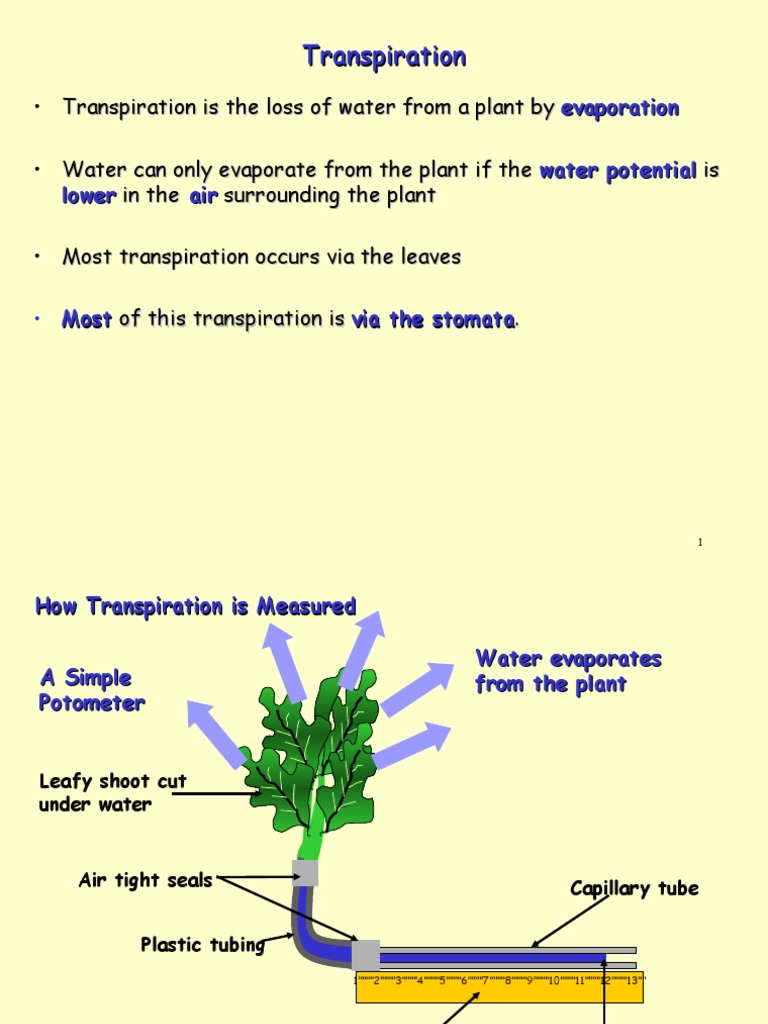 6 Transpiration Presentation | PDF | Stoma | Leaf