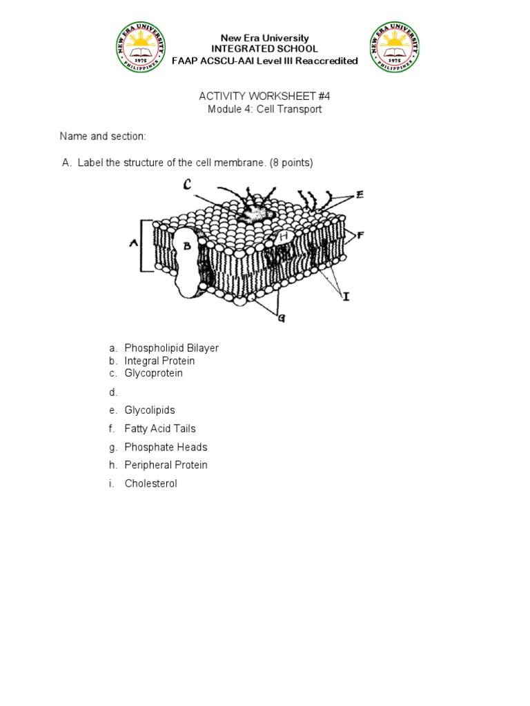 Cell Transport: Active vs Passive Comparison | PDF | Cell Membrane ...