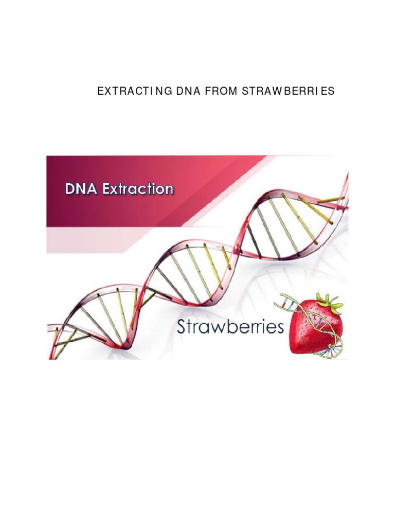 EXPERIMENT - Extracting DNA From Strawberries 571577 7 | PDF | Dna ...