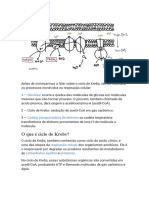 Antes de Começarmos A Falar Sobre o Ciclo de Krebs