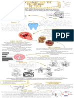 Infographic About Articulators