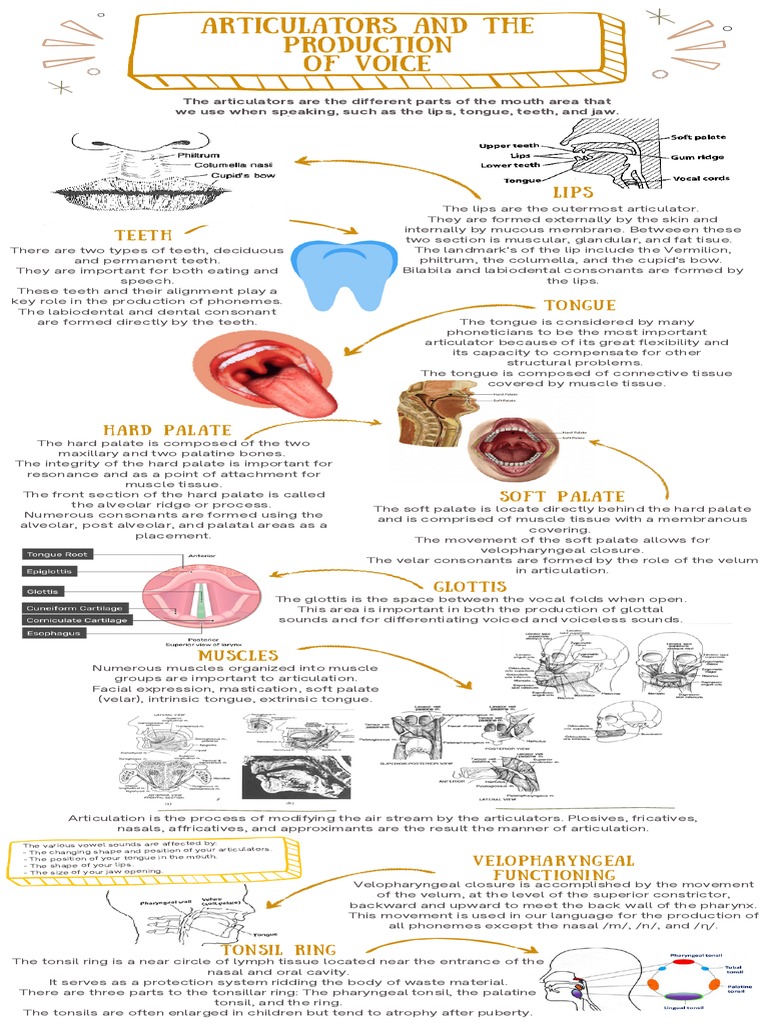 Infographic About Articulators PDF Human Voice