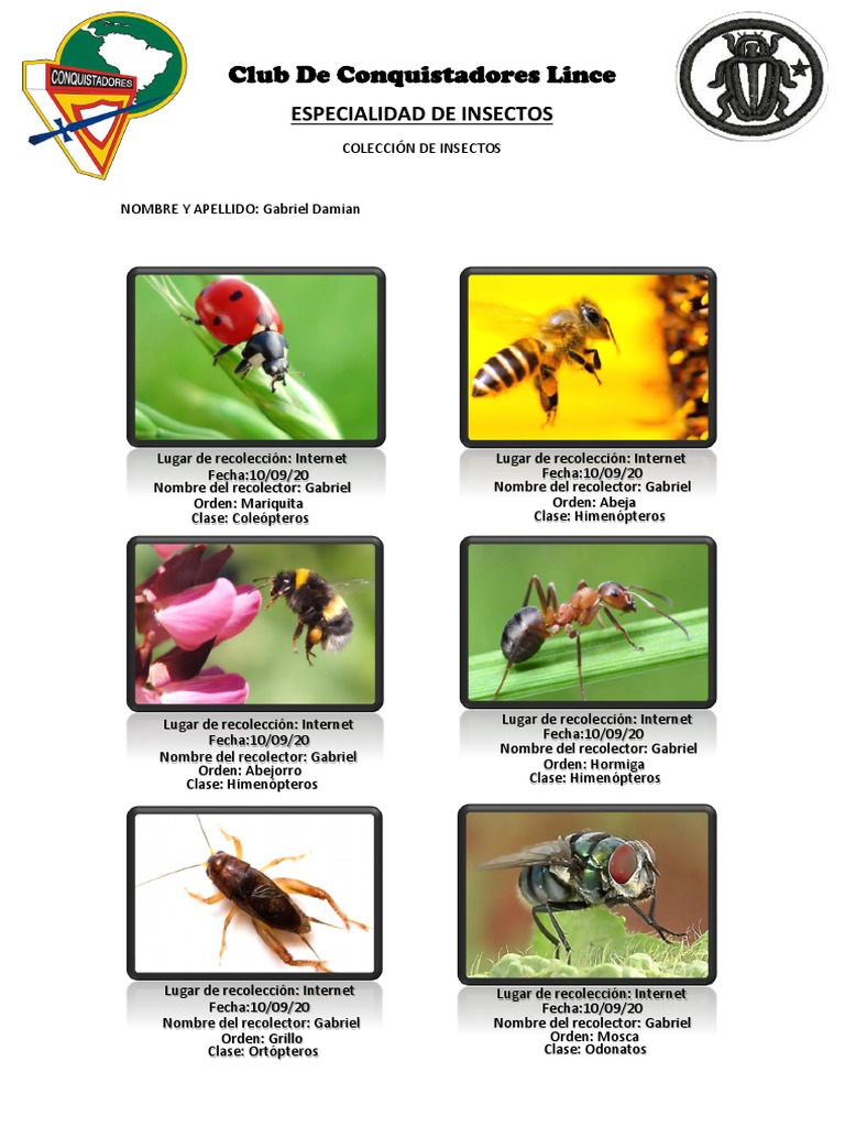 Gabriel's Insect Collection: A Detailed Catalogue of Orders and Classes ...