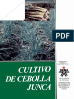 Cultivo de Cebolla Junca