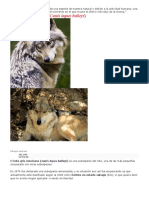 Extinto en estado salvaje lobo gris mexicano
