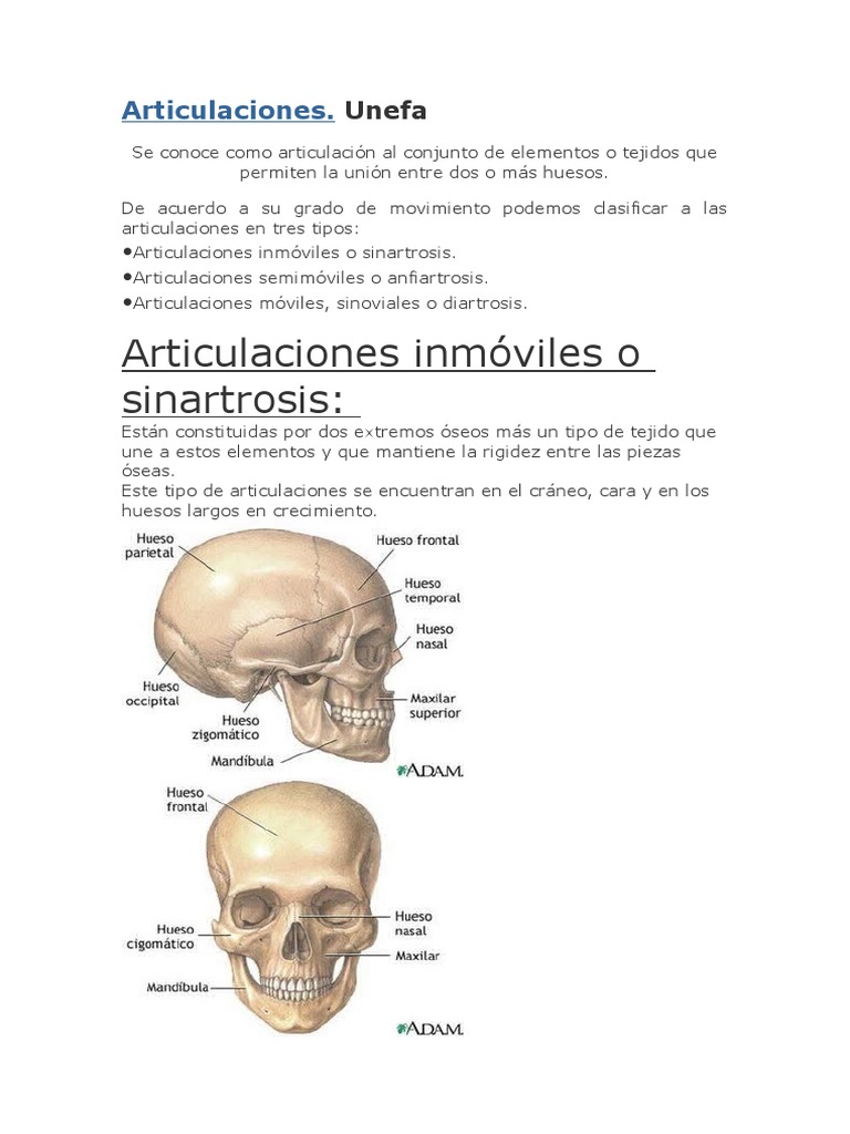 Articulaciones de la cara y cráneo | PDF | Articulación | Sistema