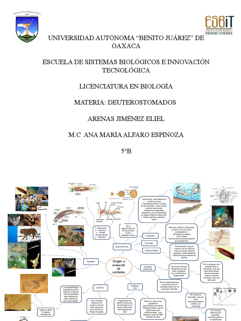 Origen y Evolución de Los Cordados PDF Cordados Biología