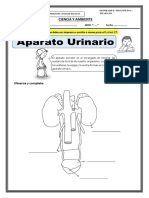 Ficha de Trabajo Ssitema Excretor PDF