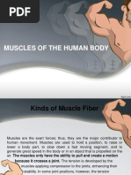 Muscles of The Human Body PDF