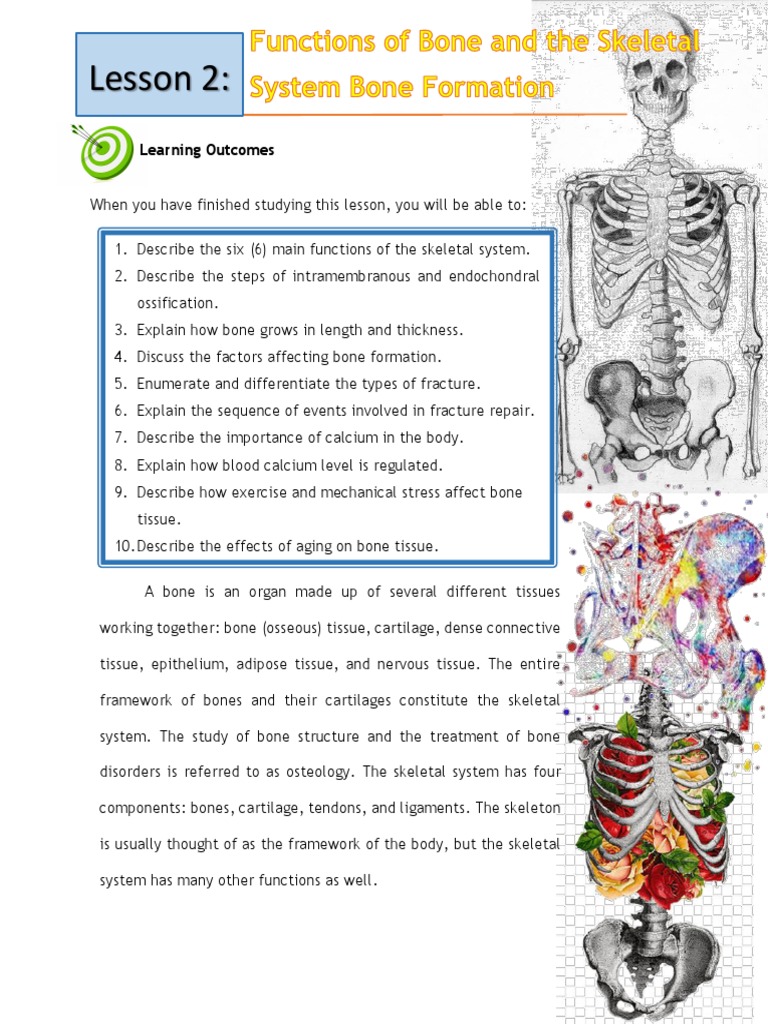 Skeletal System Lesson 2 | PDF | Bone | Osteoblast