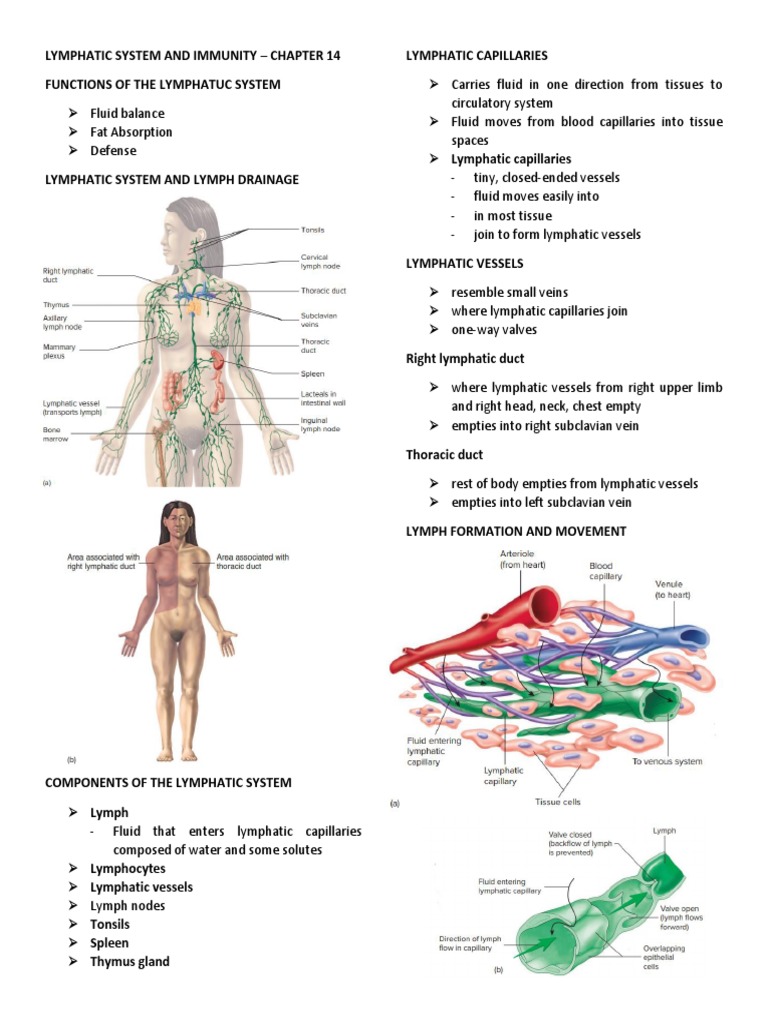Lymphatic System and Immunity - Seeleys - Notes | PDF | Lymphatic ...