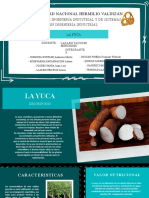 La yuca: características, cultivo y beneficios de este tubérculo