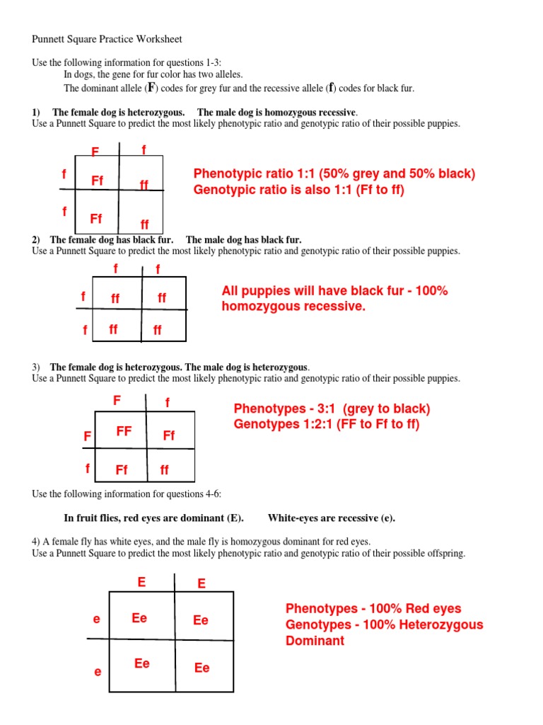 Punnett Square Practice Worksheet: 1) The Female Dog Is Heterozygous. The  Male Dog Is Homozygous Recessive | PDF | Genotype | Dominance (Genetics)