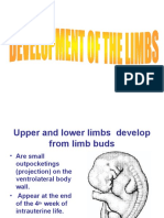 Development of The Limbs2