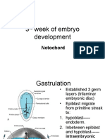 3rd Week of Embryo Development
