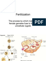 Fertilization: The Process by Which Male and Female Gametes Fuse To Form A Unicellular Zygote