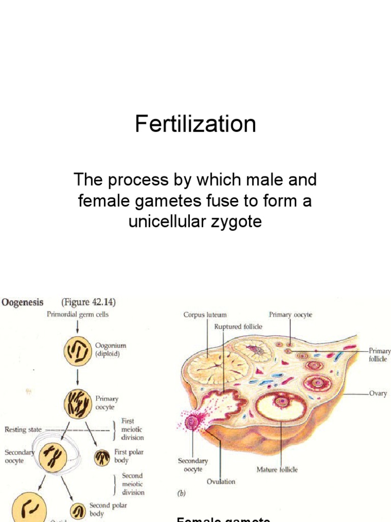 Fertilization The Process by Which Male and Female Gametes Fuse To
