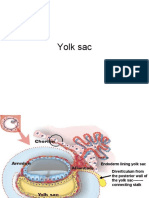 Folding, Embryo